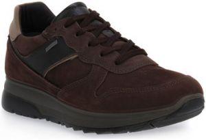 Nízke tenisky IgI&CO  MORO SNOKER