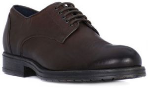 Derbie IgI&CO  BRUSH MORO